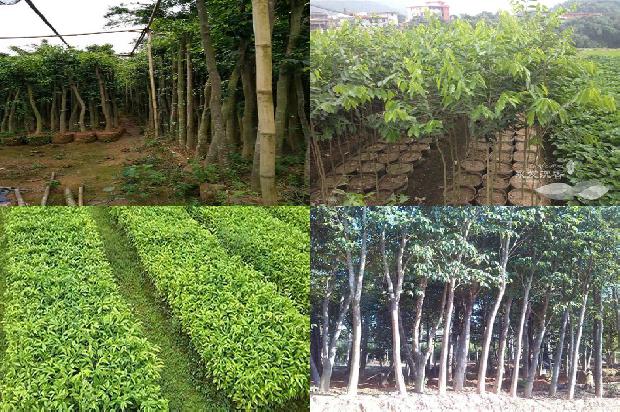 花奇楠沉香市场价1679702947523 花奇楠沉香市场价1679702947523