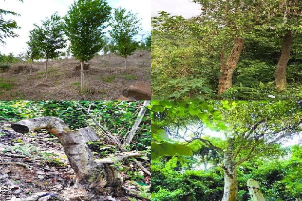 花奇楠沉香市场价1679702947570 花奇楠沉香市场价1679702947570