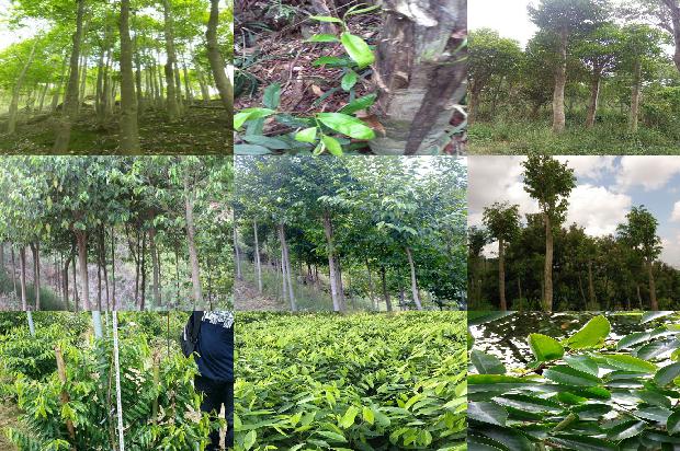 沉香产地和价格行情1679703542784 沉香产地和价格行情1679703542784