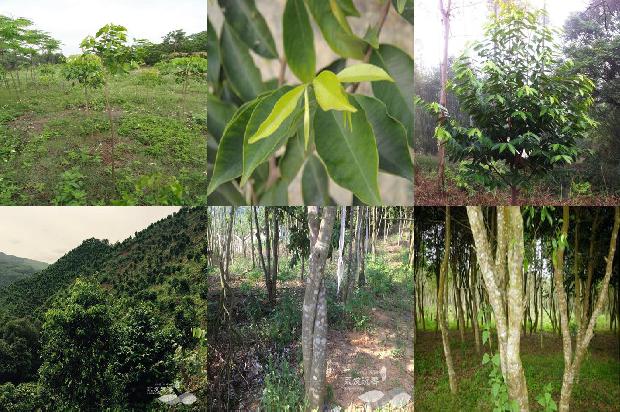 沉香产地和价格行情1679703542832 沉香产地和价格行情1679703542832