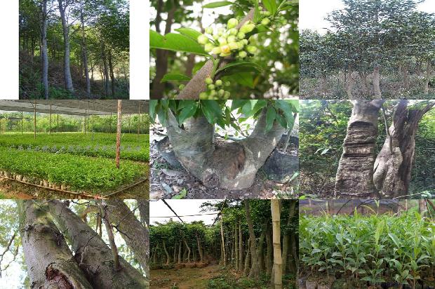 沉香产地和价格行情1679703542880 沉香产地和价格行情1679703542880