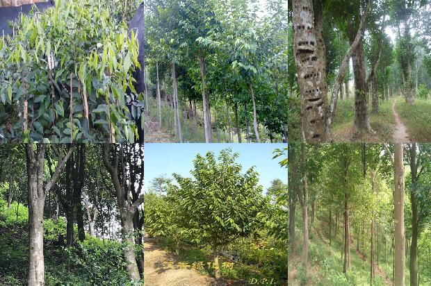 沉香产品价格1679789549582 沉香产品价格1679789549582