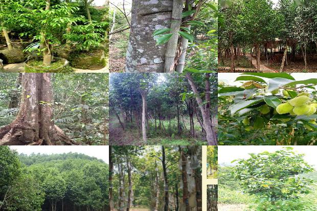 沉香种类及价格1679790186996