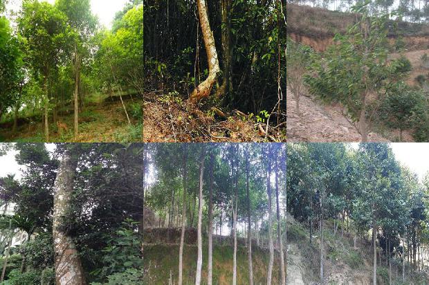 沉香种类及价格1679790187044