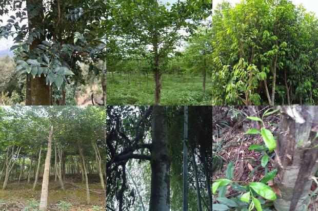 沉香种类和价格1679790313839 沉香种类和价格1679790313839