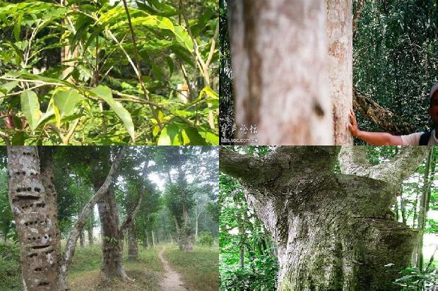 沉香种类和价格1679790313887 沉香种类和价格1679790313887