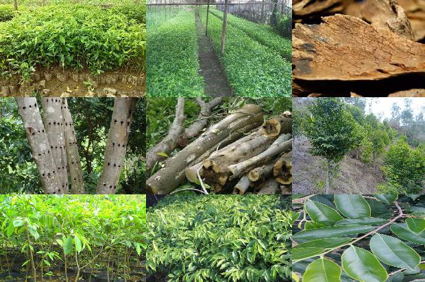 沉香品种价格1679876291381 沉香品种价格1679876291381