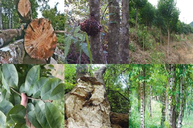 沉香树可以在北方种植吗1694218177803 沉香树可以在北方种植吗1694218177803