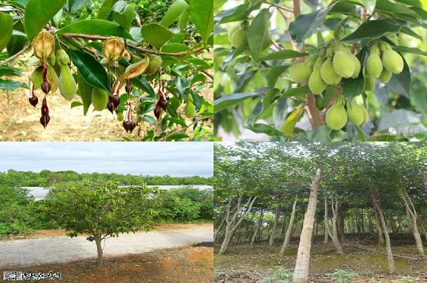 沉香品种价格1679876291476 沉香品种价格1679876291476