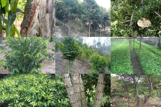 沉香行情价格1679876452864