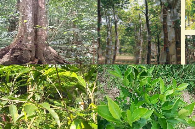 沉香行情价格1679876452912