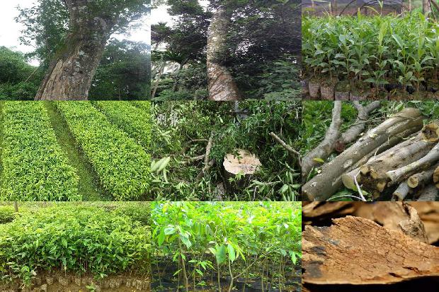 沉香行情价格1679876452958