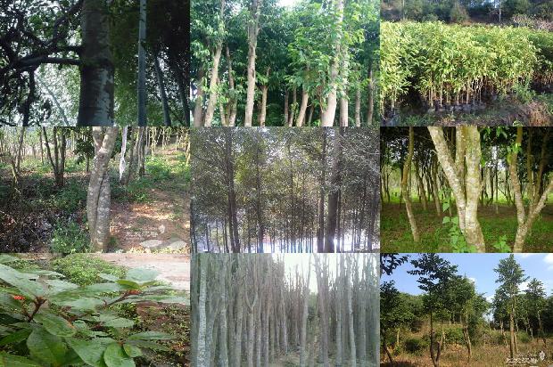 沉香行情价格1679876453006