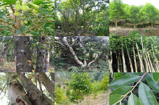 沉香用途和价格1679877417175 沉香用途和价格1679877417175