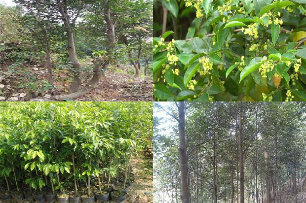 沉香用途和价格1679877417221 沉香用途和价格1679877417221