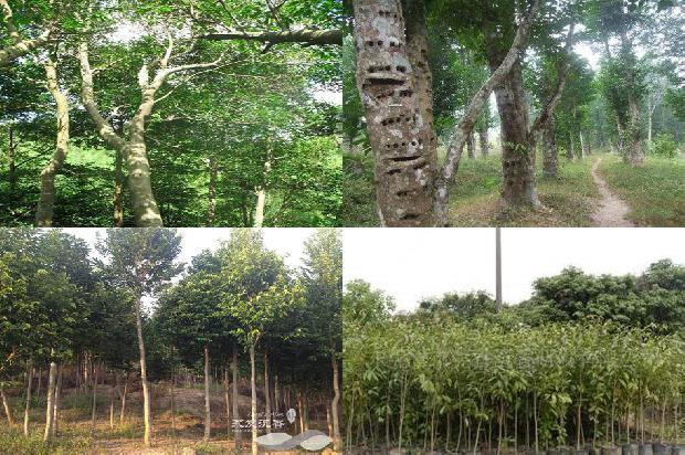 沉香回收价1679962148294 沉香回收价1679962148294