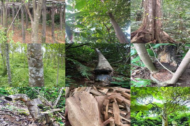 沉香回收价1679962148342 沉香回收价1679962148342