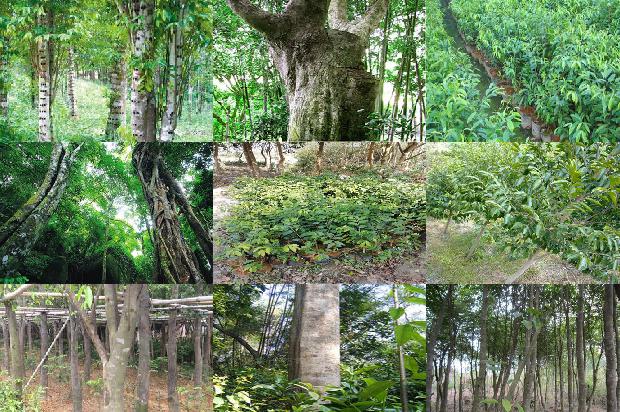 沉香回收价1679962148390 沉香回收价1679962148390