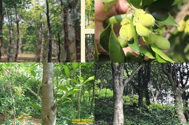 老料沉香的价格1691626271141 老料沉香的价格1691626271141