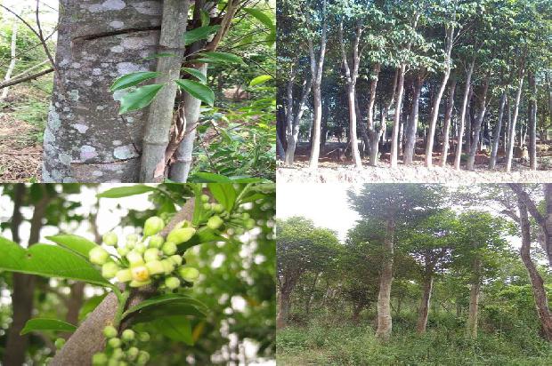 广州沉香市场价格1679963140041 广州沉香市场价格1679963140041