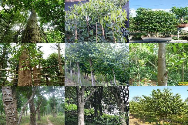 奇楠沉香树苗市场价介绍1679963284708 奇楠沉香树苗市场价介绍1679963284708