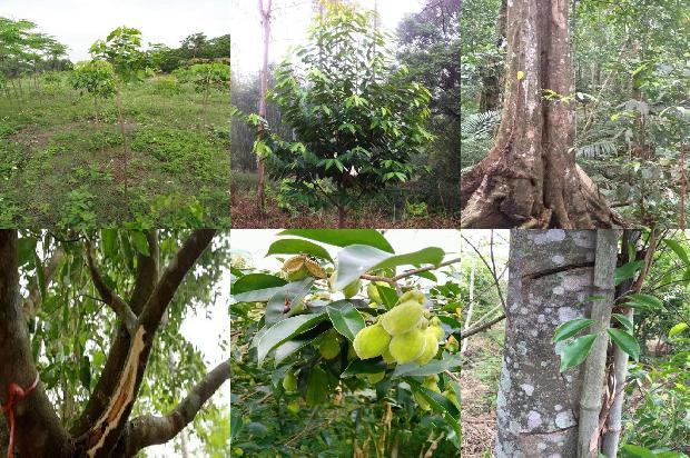 沉香树苗北方可以种植吗1698365398734 沉香树苗北方可以种植吗1698365398734