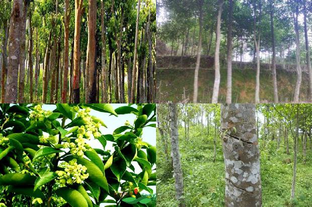 种奇楠沉香树有增值吗1680048780741