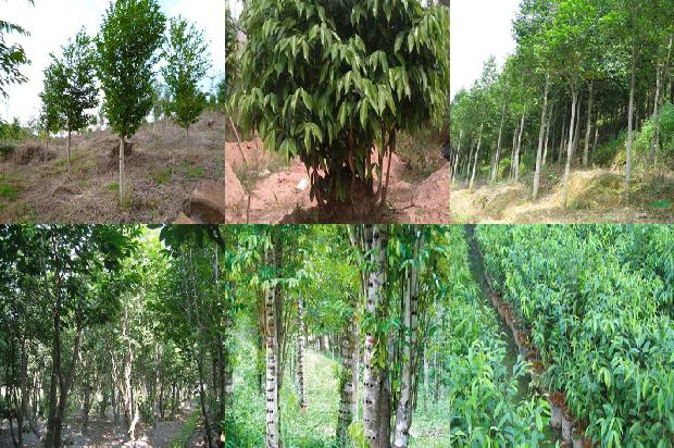 种奇楠沉香树有增值吗1680048780789