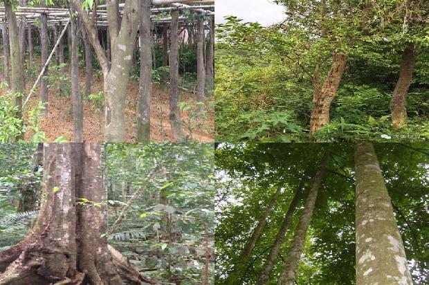 正宗沉香价格是多少1691021315026 正宗沉香价格是多少1691021315026