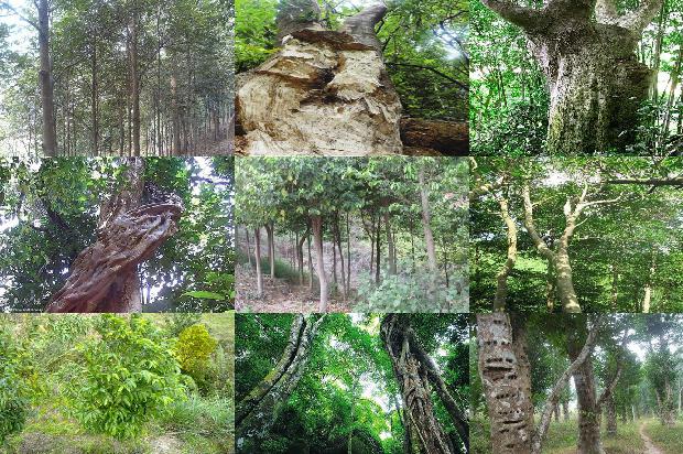 沉香树怎么过冬1680049788350 沉香树怎么过冬1680049788350