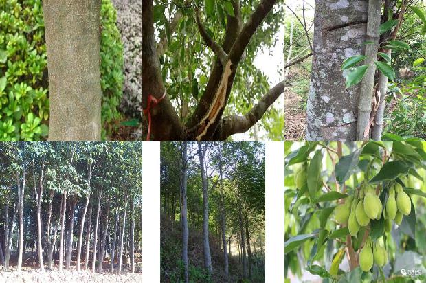 沉香树怎么过冬1680049788398 沉香树怎么过冬1680049788398