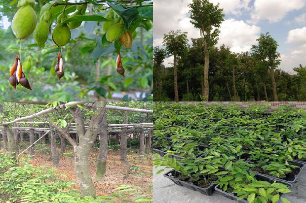 沉香树怎么过冬1680049788445 沉香树怎么过冬1680049788445