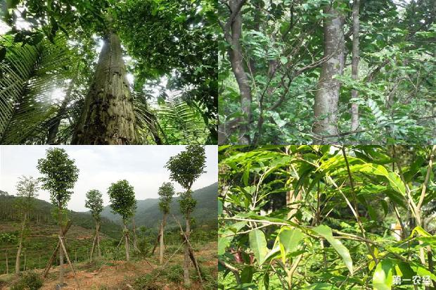 沉香树怎么过冬1680049788493 沉香树怎么过冬1680049788493