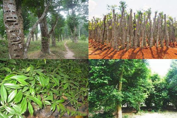 沉香树有香气吗1680050270068