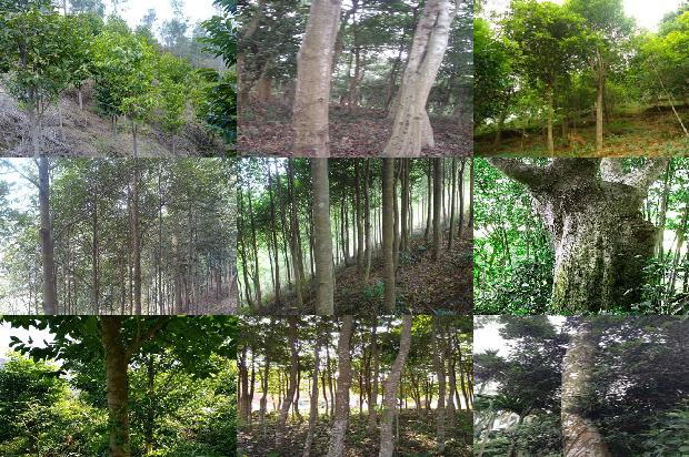 沉香树有香气吗1680050270116