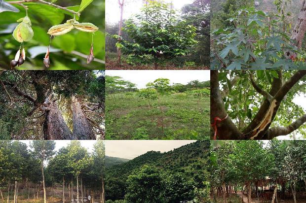 沉香树有香气吗1680050270163