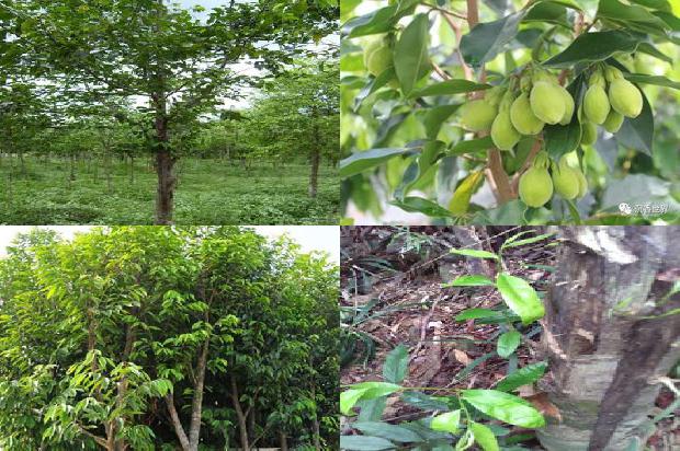 沉香树有什么好处1680135208445 沉香树有什么好处1680135208445