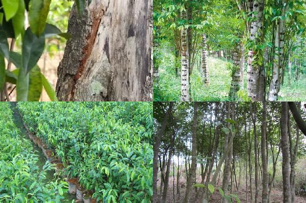 沉香树有什么好处1680135208491 沉香树有什么好处1680135208491