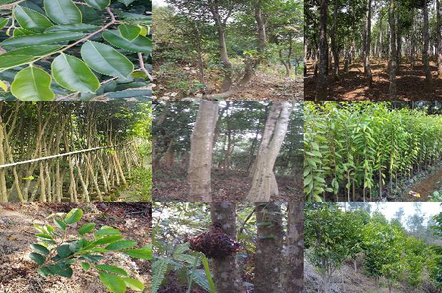 沉香树在北方可以种植吗?1680135394141 沉香树在北方可以种植吗?1680135394141
