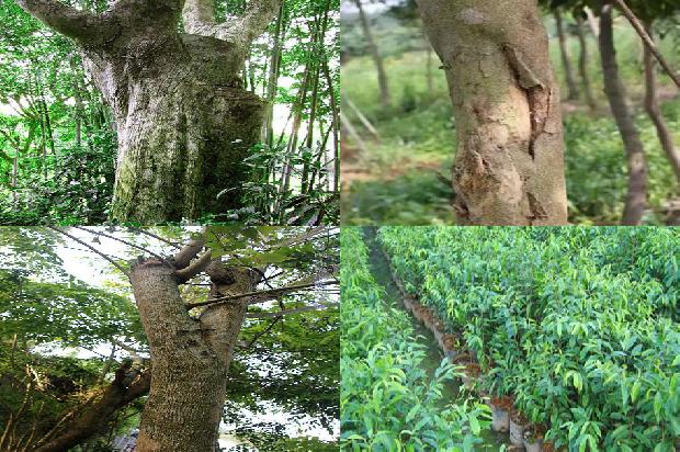 沉香树在北方可以种植吗?1680135394195 沉香树在北方可以种植吗?1680135394195