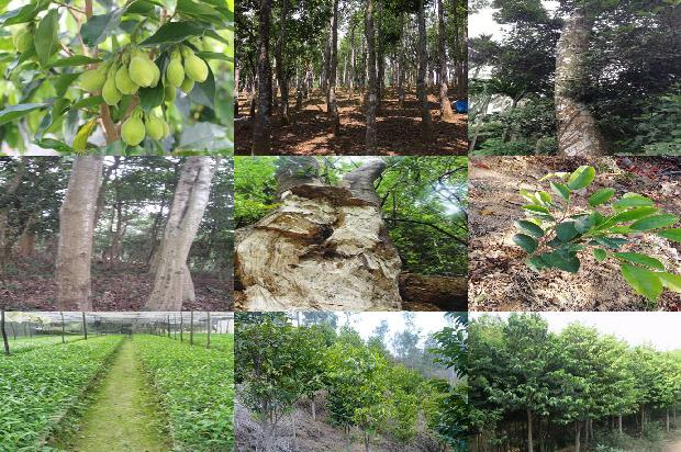沉香树在北方可以种植吗?1680135394235 沉香树在北方可以种植吗?1680135394235