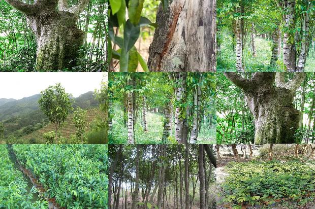 沉香树在北方可以种植吗?1680135394281 沉香树在北方可以种植吗?1680135394281