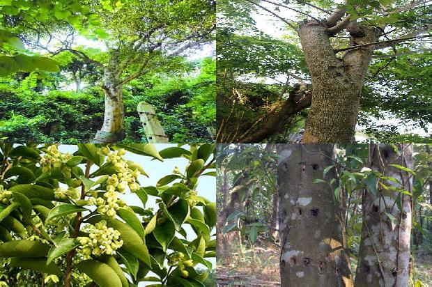 沉香树有哪些树种1680135682467 沉香树有哪些树种1680135682467