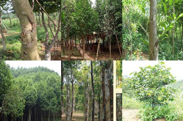 奇楠沉香树在北方可以种植吗1680135886939 奇楠沉香树在北方可以种植吗1680135886939