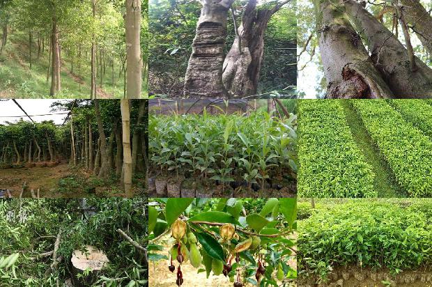 奇楠沉香树在北方可以种植吗1680135886984 奇楠沉香树在北方可以种植吗1680135886984
