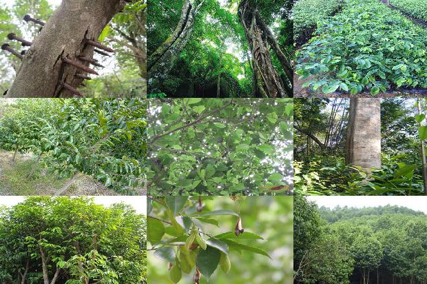 奇楠沉香树在北方可以种植吗1680135887031 奇楠沉香树在北方可以种植吗1680135887031