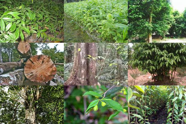 奇楠沉香树有什么用呢1680221562127