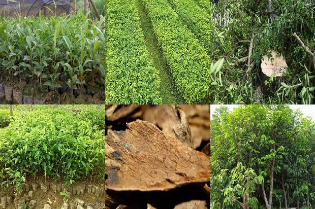 奇楠沉香树有什么用呢1680221562174