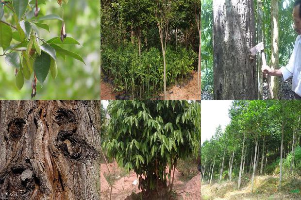 奇楠沉香树有什么用呢1680221562221