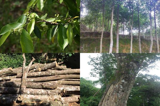 沉香树要种多少年1680222215928 沉香树要种多少年1680222215928